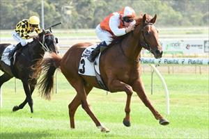 Impressive debut win by Star Witness colt